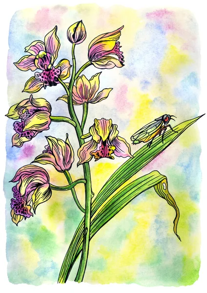 シンビジウム蘭と蝉 アウトラインと水彩イラスト ポスターのための印刷 本のイラスト 家の装飾 — ストック写真