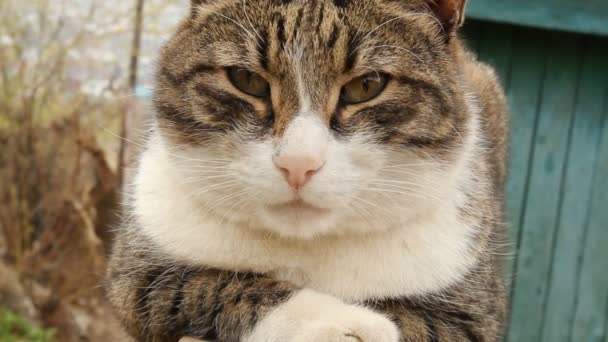 Chat aux yeux verts 