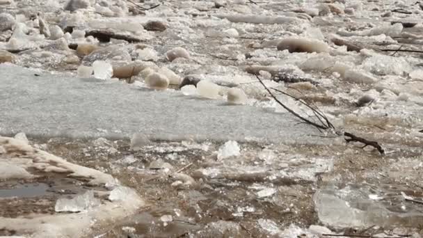 Ghiaccio alla deriva. Russia, primavera, un grande fiume — Video Stock