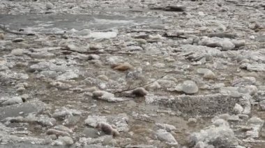 buz drift. Rusya, Bahar, büyük bir nehir