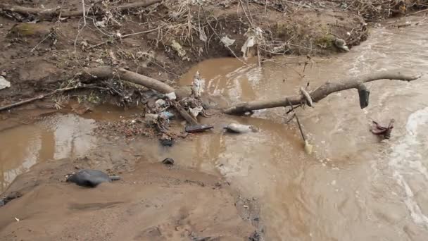 Contaminación del agua — Vídeos de Stock