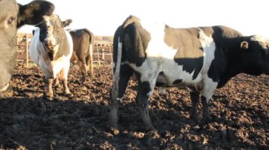 cowshed. çiftlikte inekler