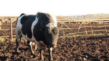 cowshed. çiftlikte inekler