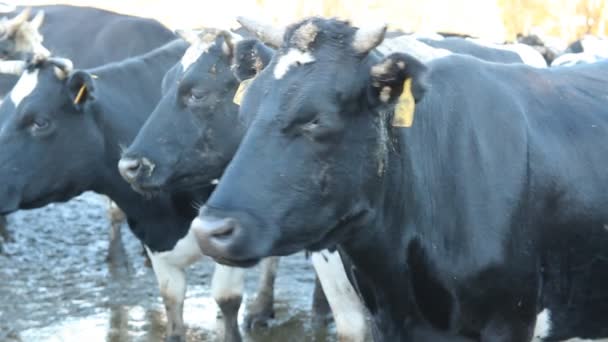 Un establo. Vacas en la granja — Vídeos de Stock