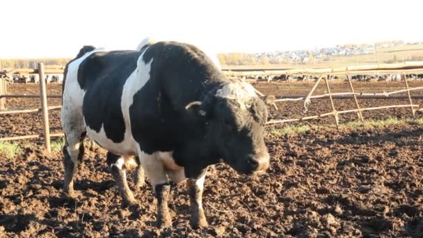 牛舎。農場で牛 — ストック動画