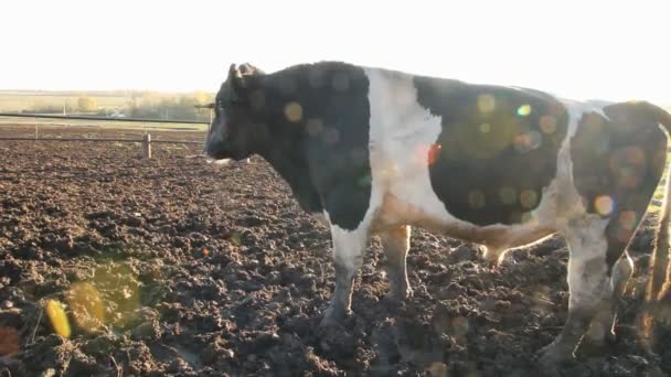 Barracão. Vacas na Fazenda — Vídeo de Stock