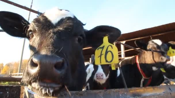Cowshed. çiftlikte inekler — Stok video