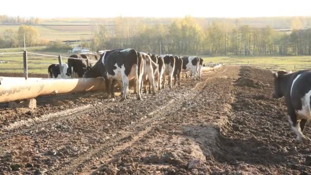 Un establo. Vacas en la granja — Vídeos de Stock