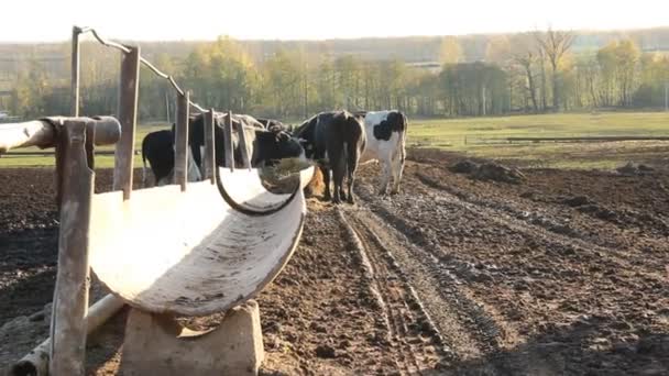 Cowshed. Cows on the Farm — Stock Video