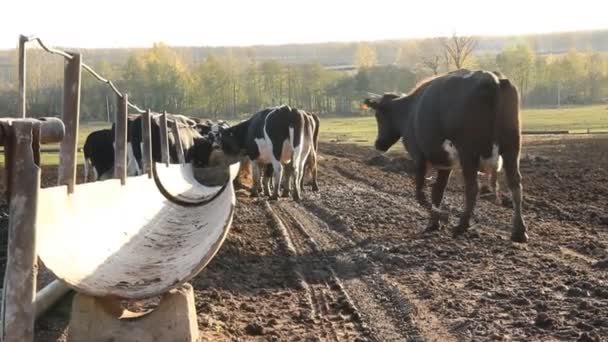 Cowshed. Cows on the Farm — Stock Video