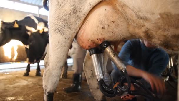 Un establo. Vacas en la granja — Vídeo de stock