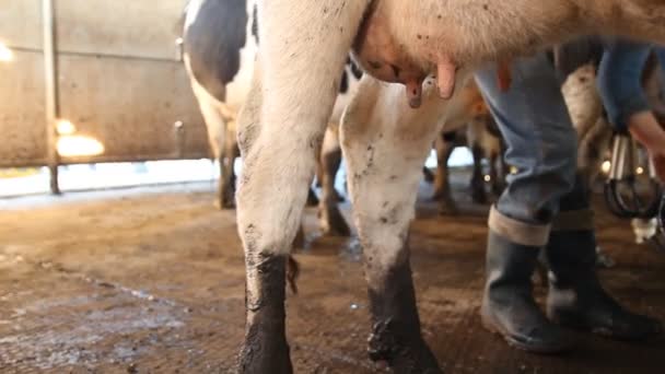 Barracão. Vacas na Fazenda — Vídeo de Stock