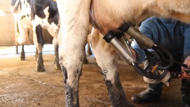 Barracão. Vacas na Fazenda — Vídeo de Stock