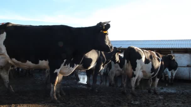 Un establo. Vacas en la granja — Vídeo de stock