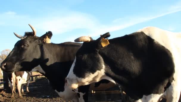 Un establo. Vacas en la granja — Vídeos de Stock