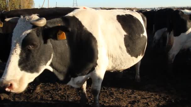 Stal. koeien op de boerderij — Stockvideo