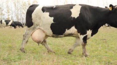 cowshed. inek çiftliği Rusya