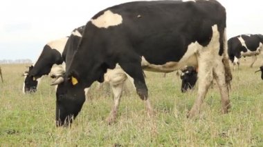 cowshed. inek çiftliği Rusya