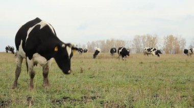 cowshed. inek çiftliği Rusya
