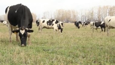 cowshed. inek çiftliği Rusya