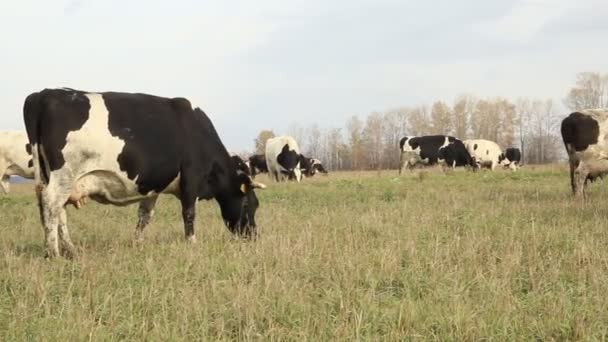 Cowshed. Vaches à la ferme Russie 