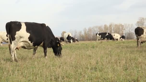 Barracão. Vacas na Fazenda Rússia — Vídeo de Stock