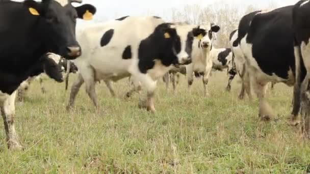 Cowshed. Vaches à la ferme Russie — Video