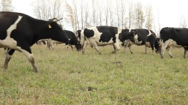 Un establo. Las vacas en la granja Rusia — Vídeos de Stock