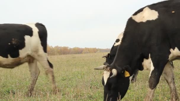 Barracão. Vacas na Fazenda Rússia — Vídeo de Stock