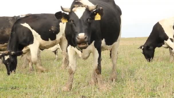 Cowshed. Cows on the Farm Russia — Stock Video