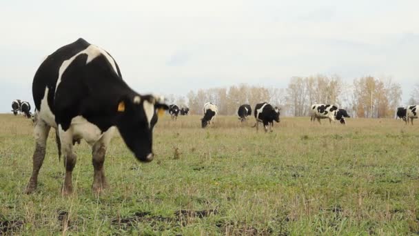 Cowshed. Cows on the Farm Russia — Stock Video