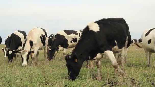 Un establo. Las vacas en la granja Rusia — Vídeos de Stock