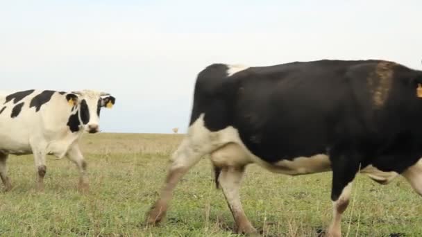 Un establo. Las vacas en la granja Rusia — Vídeos de Stock