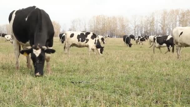 Un establo. Las vacas en la granja Rusia — Vídeos de Stock