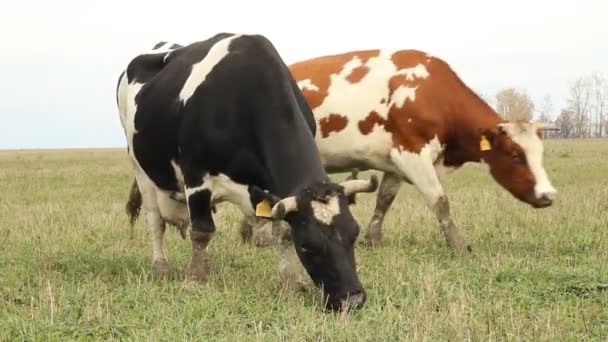 Barracão. Vacas na Fazenda Rússia — Vídeo de Stock