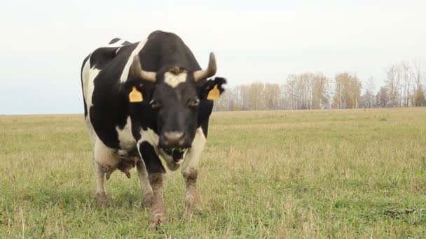 Cowshed. Vaches à la ferme Russie 