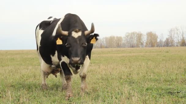 Cowshed. Cows on the Farm Russia — Stock Video