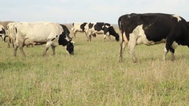 cowshed. çiftlikte inekler