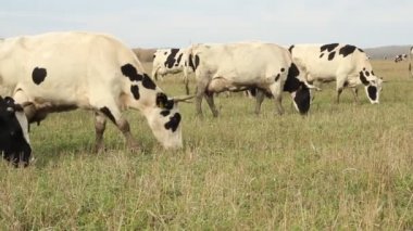 cowshed. çiftlikte inekler