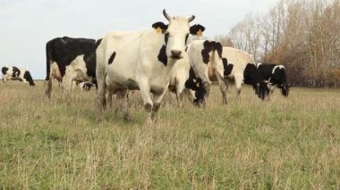 cowshed. çiftlikte inekler