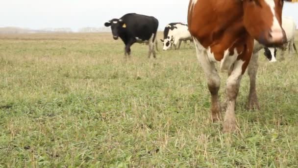 Un establo. Las vacas en la granja Rusia — Vídeos de Stock