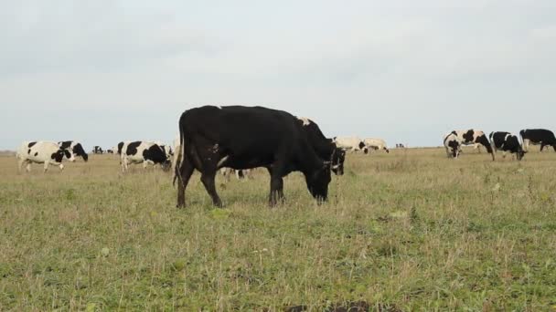 Un establo. Vacas en la granja — Vídeo de stock