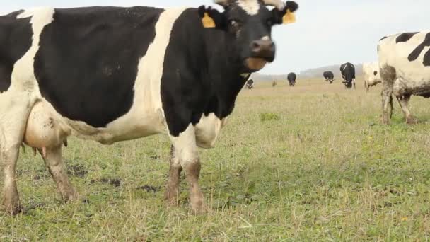 Un establo. Vacas en la granja — Vídeos de Stock