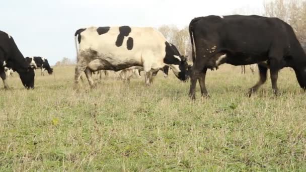 Un establo. Vacas en la granja — Vídeos de Stock