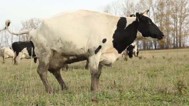Коров'ячий ковток. Корови на фермі — стокове відео