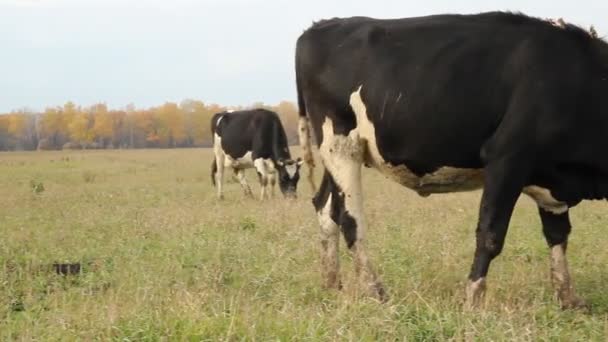 Obora. krów w gospodarstwie — Wideo stockowe