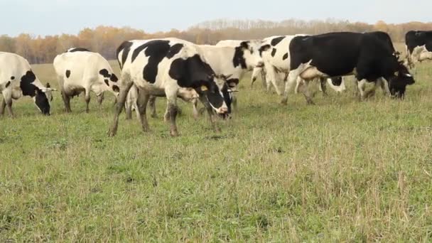 Un establo. Vacas en la granja — Vídeo de stock