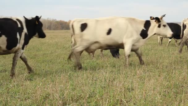 Cowshed. Cows on the Farm — Stock Video