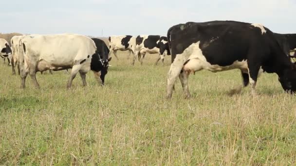 Un establo. Vacas en la granja — Vídeos de Stock