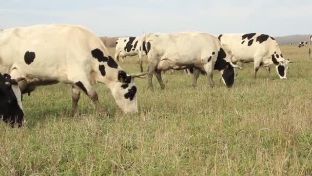 Un establo. Vacas en la granja — Vídeos de Stock